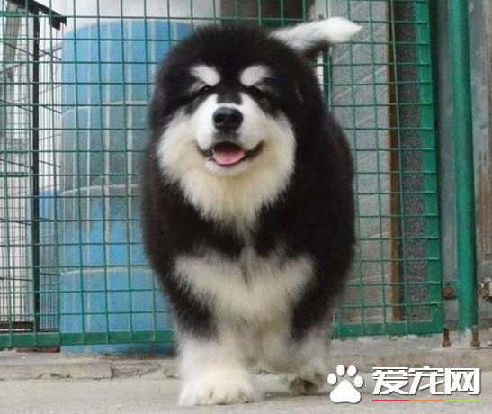 阿拉斯加雪橇犬打嗝 不要給他太涼的東西