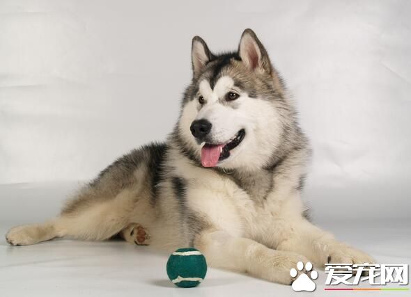 阿拉斯加雪橇犬臭不臭 阿拉斯加夏天怎麼護理