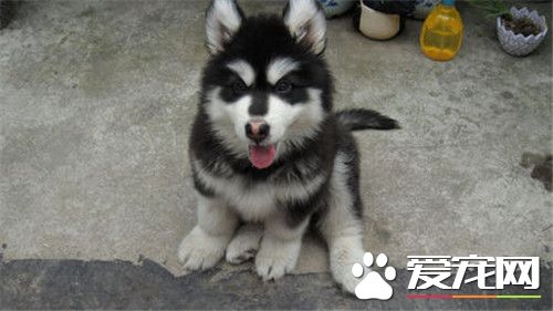 阿拉斯加雪橇犬配種 阿拉斯加雪橇犬配種年齡