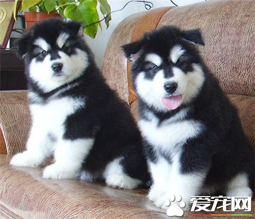 阿拉斯加雪橇犬配種 阿拉斯加雪橇犬配種年齡