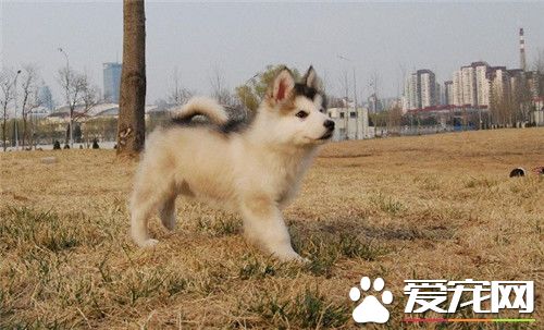 阿拉斯加雪橇犬鬧嗎 十分願意與人親近的犬種