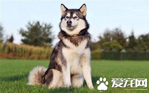 阿拉斯加雪橇犬立耳 立耳應該在2到3個月