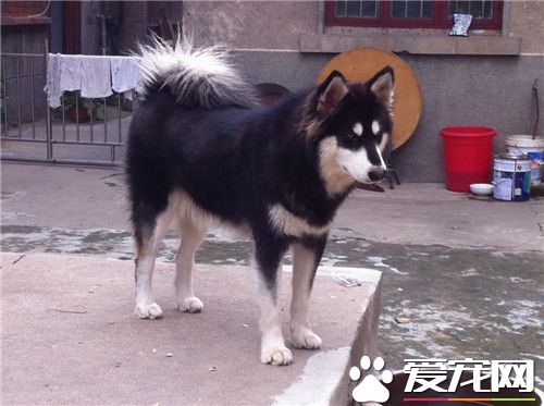阿拉斯加雪橇犬立耳 立耳應該在2到3個月