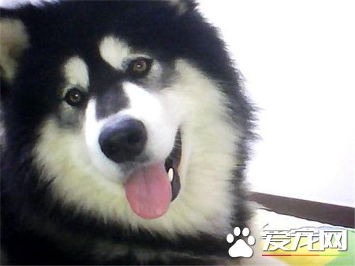 阿拉斯加雪橇犬狼叫 只是體形長的像狼
