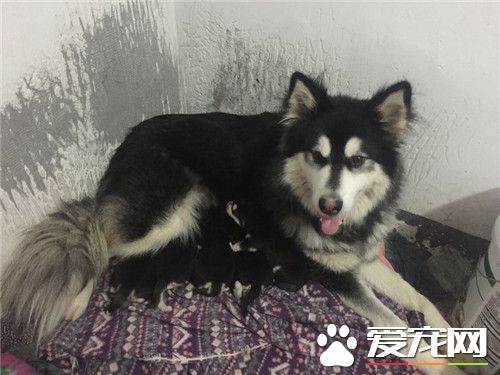 阿拉斯加雪橇犬狼叫 只是體形長的像狼