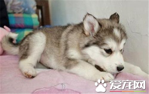 阿拉斯加雪橇犬可以喝豆漿嗎 是可以喝豆漿的