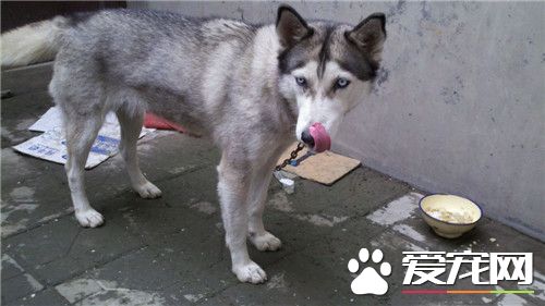 阿拉斯加雪橇犬可以喝豆漿嗎 是可以喝豆漿的