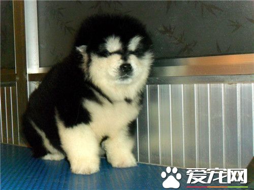 阿拉斯加雪橇犬肩高 成年肩高65到80厘米