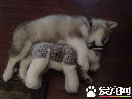 阿拉斯加雪橇犬會亂咬人嗎 正常情況不會咬人