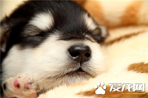阿拉斯加雪橇犬會亂咬人嗎 正常情況不會咬人
