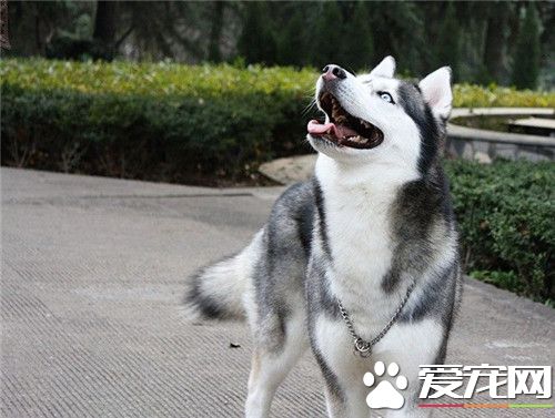 阿拉斯加雪橇犬會看家嗎 阿拉斯加不適合看門
