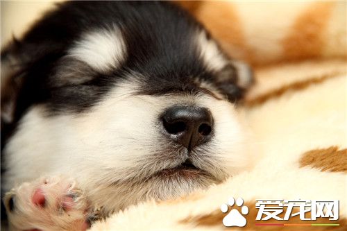 阿拉斯加雪橇犬會看家嗎 阿拉斯加不適合看門