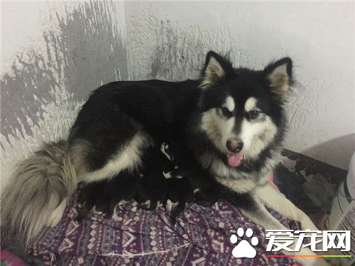 阿拉斯加雪橇犬護主 怎麼訓練阿拉斯加保護主人