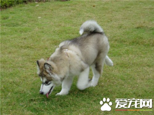 阿拉斯加雪橇犬護主 怎麼訓練阿拉斯加保護主人