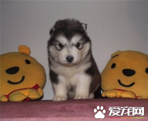 阿拉斯加雪橇犬和哈士奇哪個血統老 阿拉斯加血統老