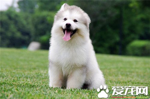 阿拉斯加雪橇犬和哈士奇哪個血統老 阿拉斯加血統老