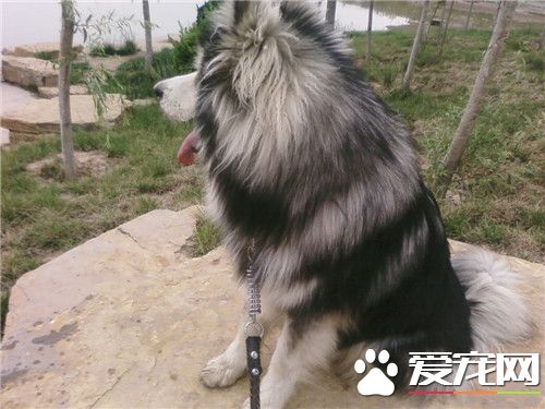 阿拉斯加雪橇犬和哈士奇哪個血統老 阿拉斯加血統老
