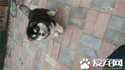 阿拉斯加雪橇犬好壞 阿拉斯加雪橇犬好壞挑選