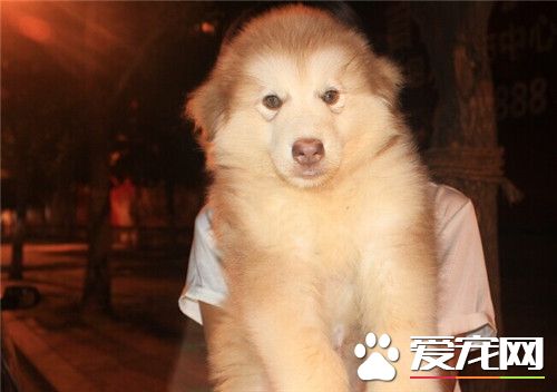 阿拉斯加雪橇犬好壞 阿拉斯加雪橇犬好壞挑選