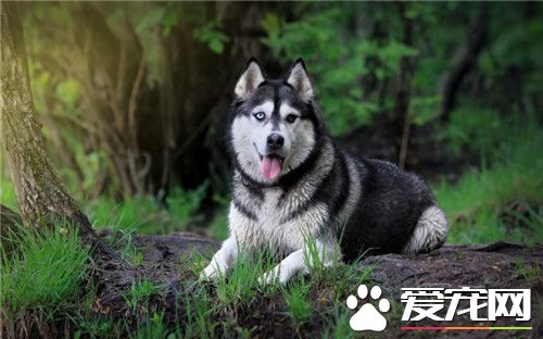 阿拉斯加雪橇犬好壞 阿拉斯加雪橇犬好壞挑選