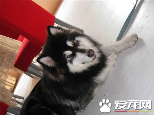 阿拉斯加雪橇犬跟哈士奇的區別 哈士奇屬於中型犬