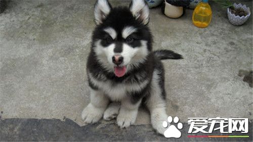 阿拉斯加雪橇犬跟哈士奇的區別 哈士奇屬於中型犬