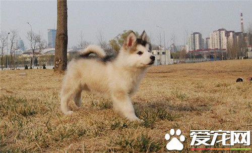 阿拉斯加雪橇犬該怎麼養 養之前要准備的工作