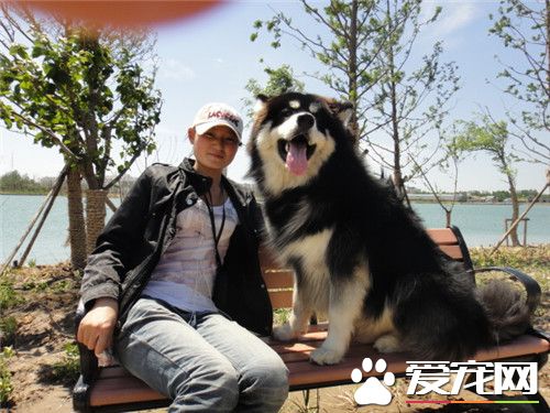 阿拉斯加雪橇犬該怎麼養 養之前要准備的工作