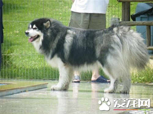 阿拉斯加雪橇犬該怎麼養 養之前要准備的工作