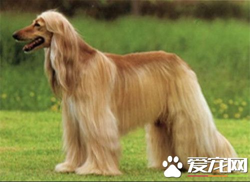阿富汗獵犬奔跑速度最快多少 能超過細狗的速度