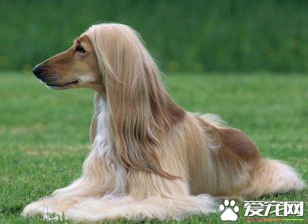 阿富汗獵犬奔跑速度最快多少 能超過細狗的速度