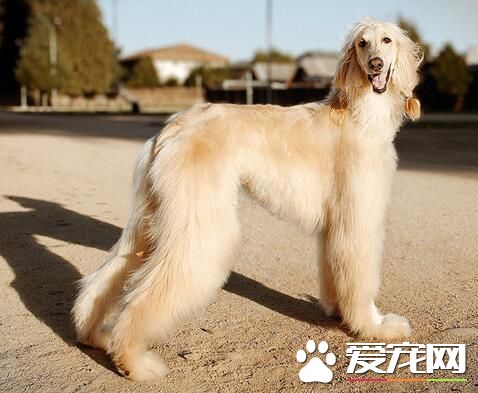阿富汗獵犬奔跑速度最快多少 能超過細狗的速度