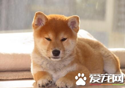 小柴犬優缺點 體型較小但護衛性強忠於主人