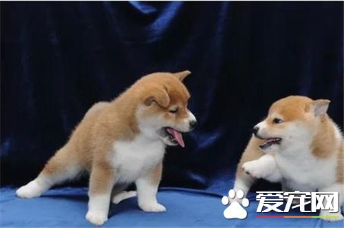 小柴犬優缺點 體型較小但護衛性強忠於主人