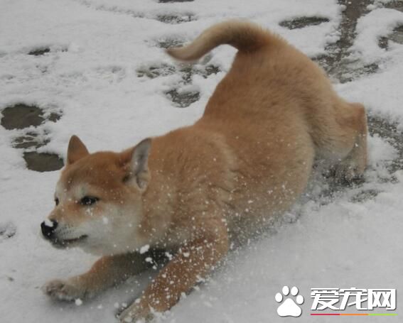 小柴犬優缺點 體型較小但護衛性強忠於主人