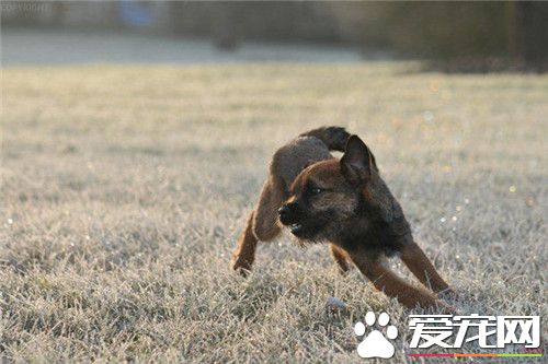 邊境梗適合家庭養 不適合有小孩的家庭飼養