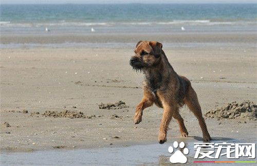 邊境梗能追兔子嗎 邊境梗有挖掘和追蹤能力