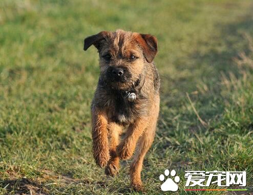 邊境梗能追兔子嗎 邊境梗有挖掘和追蹤能力