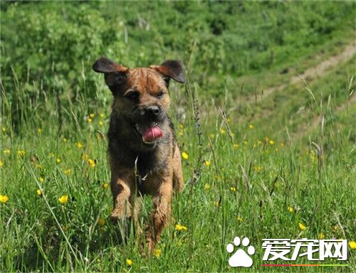 邊境梗聰明嗎 邊境梗性情溫和富有感情