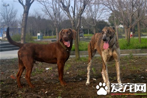 細犬和薩路基的區別 細犬與薩路基的起源