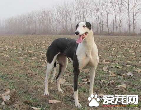 細犬和薩路基的區別 細犬與薩路基的起源