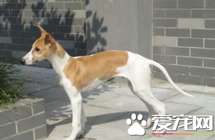 細犬和薩路基的區別 細犬與薩路基的起源