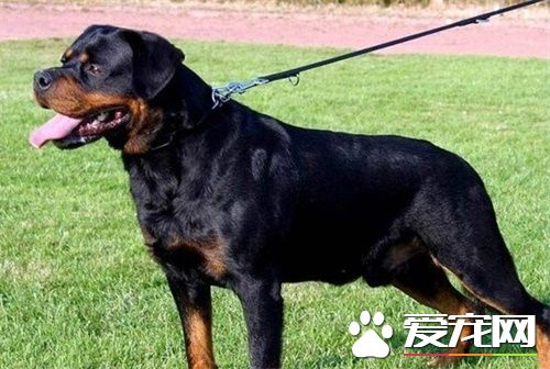 羅威納犬咋分德系陝系 德系改良就是陝版羅威納犬