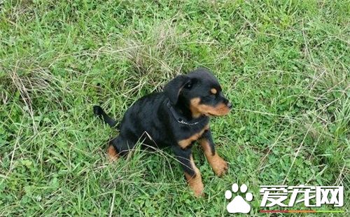 羅威納犬咋分德系陝系 德系改良就是陝版羅威納犬