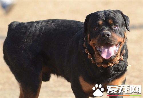 羅威納犬智商 狗類智商排名中它排第九