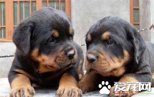羅威納犬咋分德系陝系 德系改良就是陝版羅威納犬