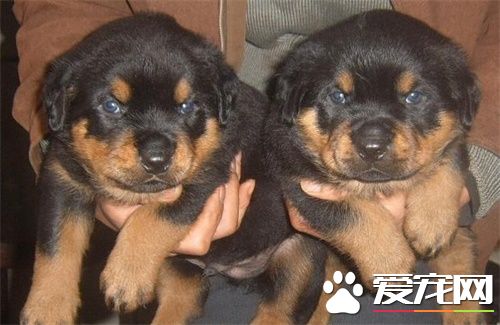 羅威納犬智商 狗類智商排名中它排第九