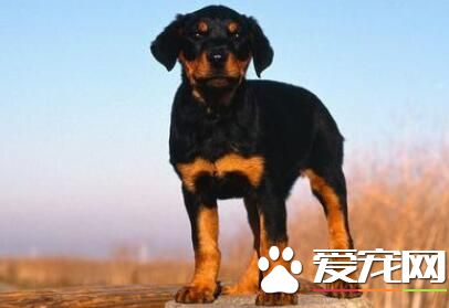 羅威納犬能長多重 雄性羅威納體重43至59公斤