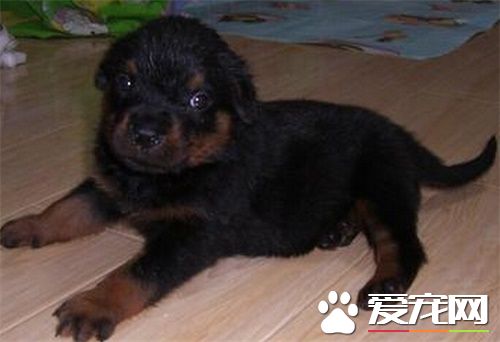 羅威納犬智商 狗類智商排名中它排第九