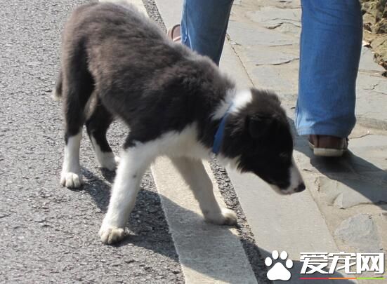 邊境牧羊犬多久成年 中大型犬兩歲成年